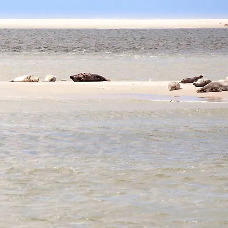 Апартаменты Schelp 5 Personen - Zeezand Recreatie