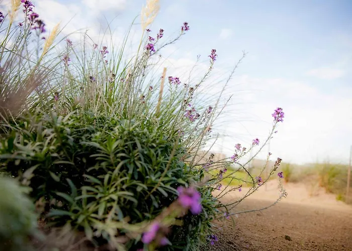 Schelp 5 Personen - Zeezand Recreatie *