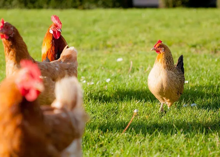 Schelp 5 Personen - Zeezand Recreatie Appartement