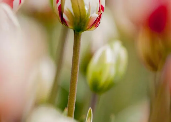 Appartement Schelp 5 Personen - Zeezand Recreatie *