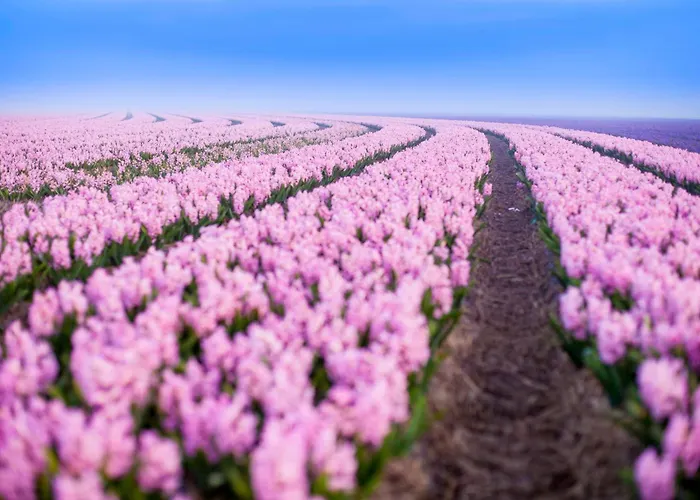 Appartement Schelp 5 Personen - Zeezand Recreatie