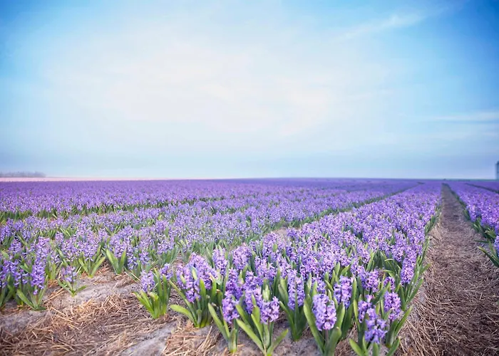 Appartement Schelp 5 Personen - Zeezand Recreatie *