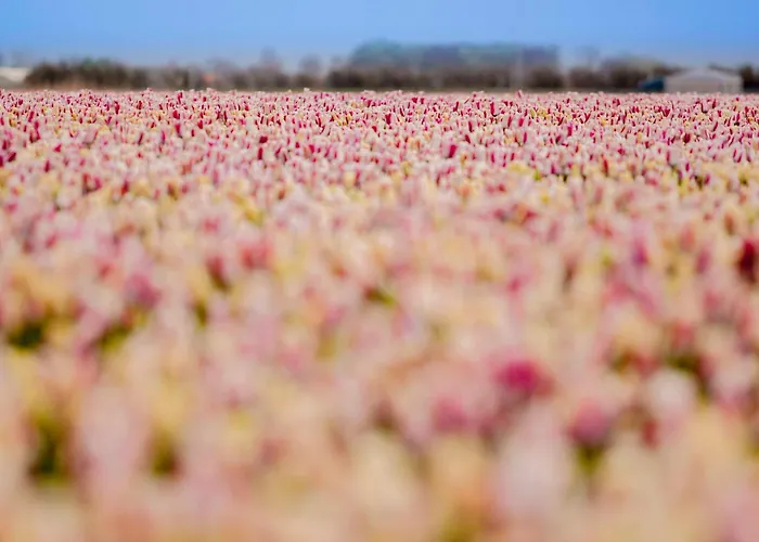 Appartement Schelp 5 Personen - Zeezand Recreatie Stolpen