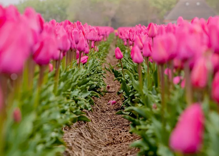 Appartement Schelp 5 Personen - Zeezand Recreatie Stolpen