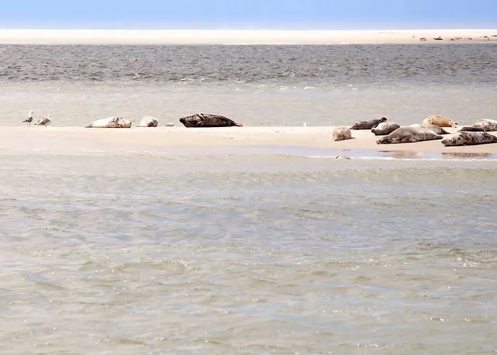 Appartement Schelp 5 Personen - Zeezand Recreatie